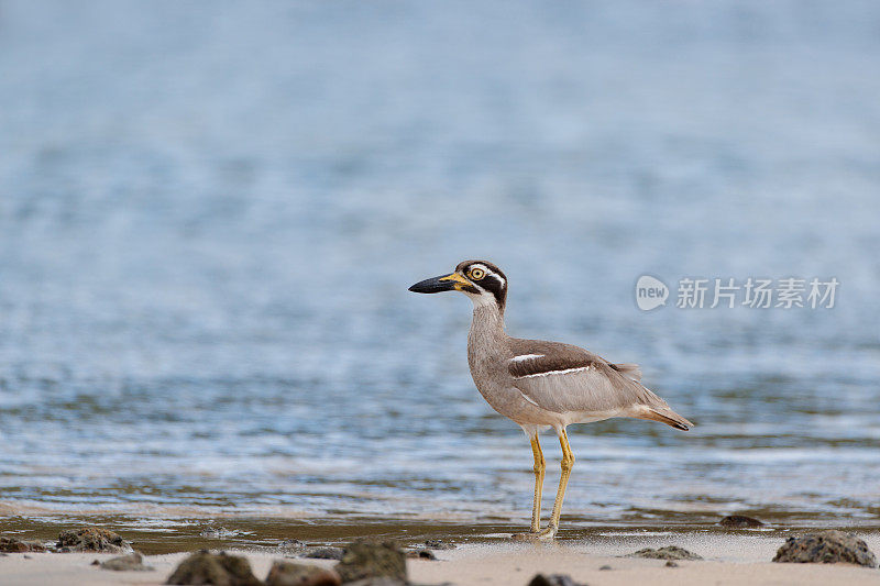 海鸟:成年滩粗膝(Esacus magnirostris)，又称滩石杓鹬。